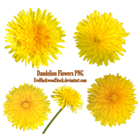 Yellow Dandelion Free Clipart HQ