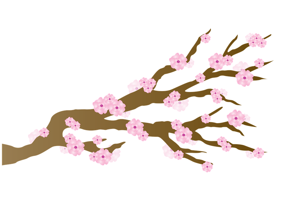 Japanese Flowering Cherry HD Free Photo PNG PNG Image