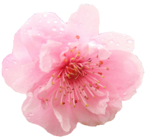 Japanese Flowering Cherry PNG Download Free PNG Image