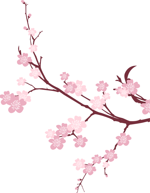 Japanese Flowering Cherry Picture Free HD Image PNG Image
