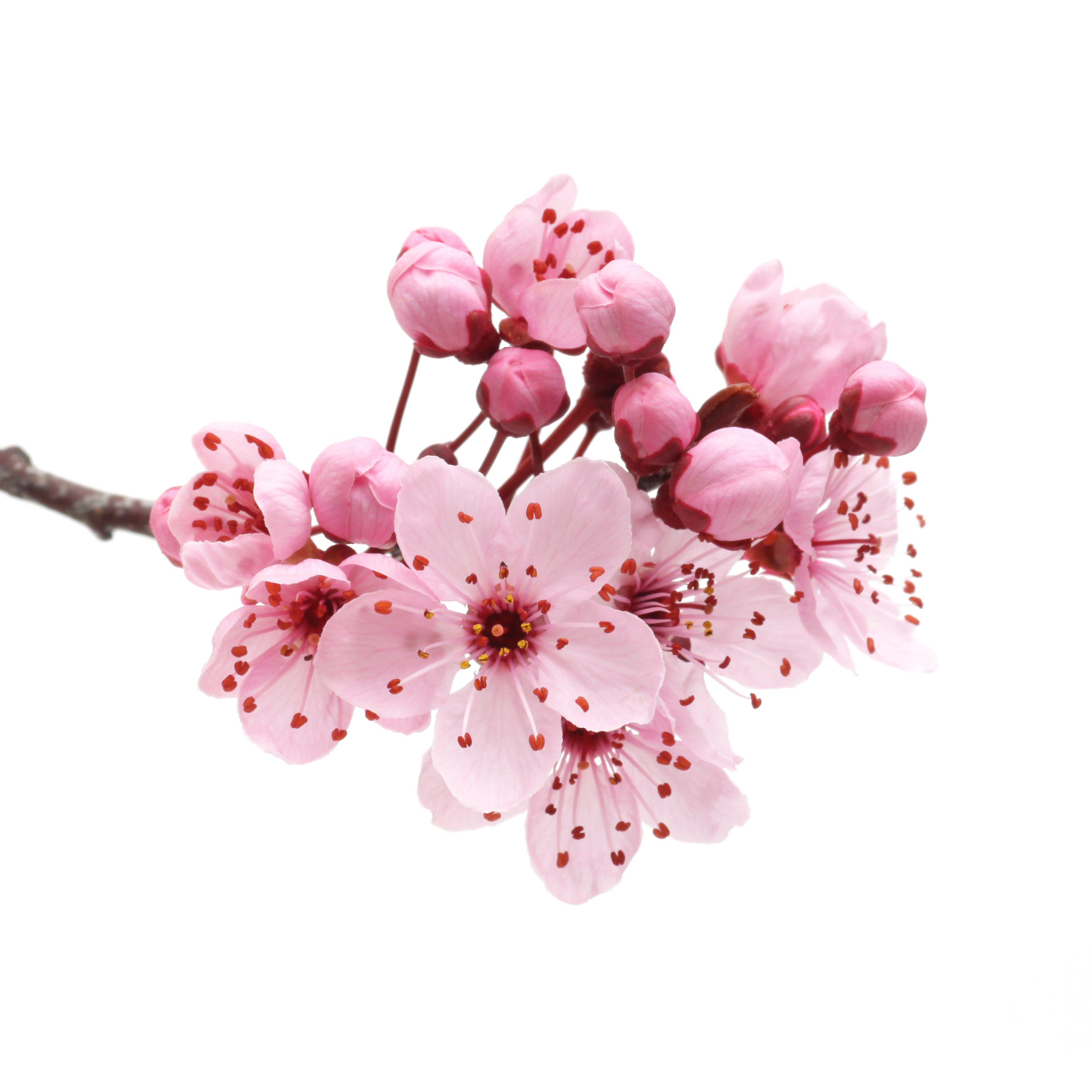 Download Japanese Flowering Cherry Download Free Image HQ 