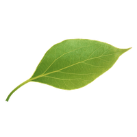 Download Leaf Free PNG photo images and clipart | FreePNGImg