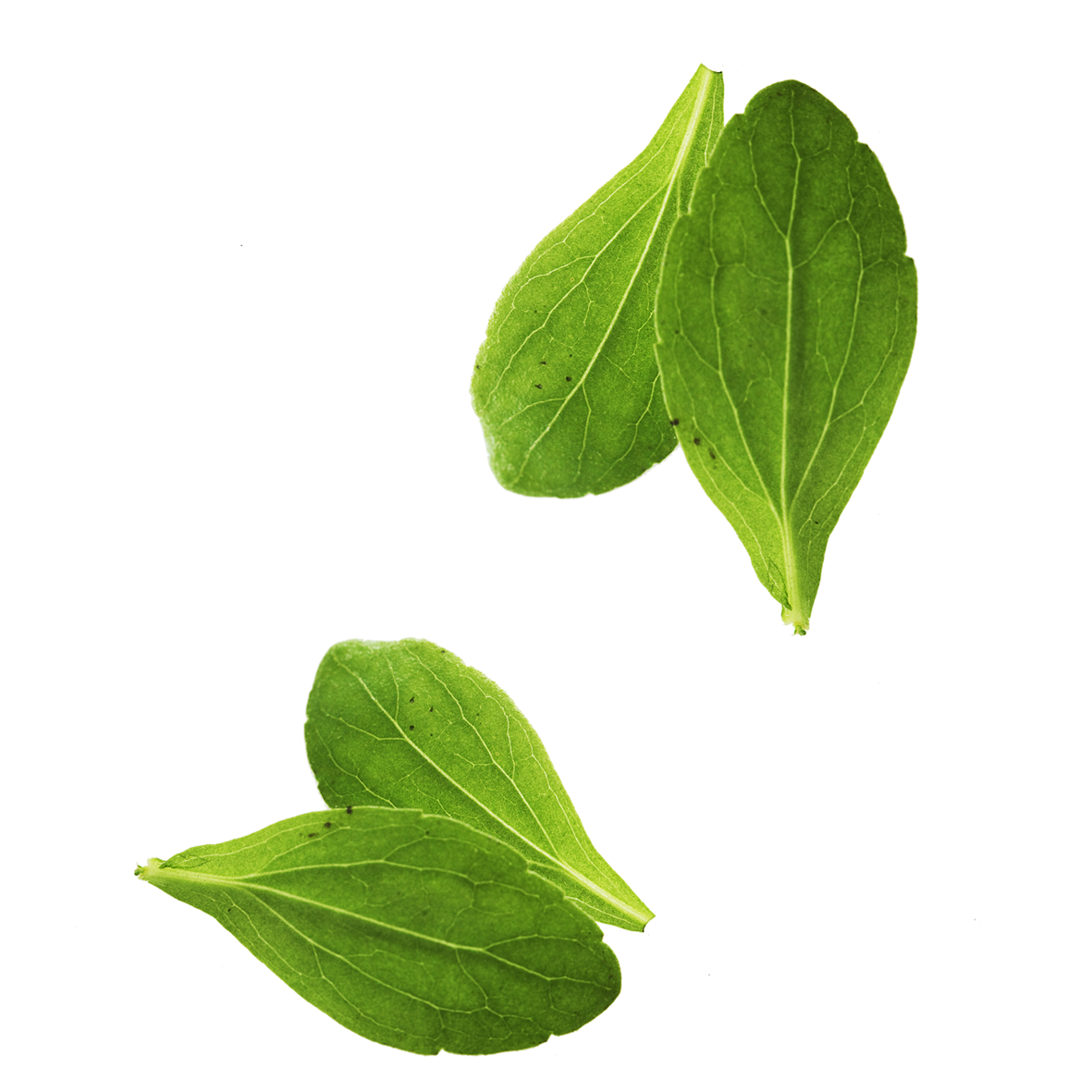 Vegetable Basil Leaves Leaf Free Transparent Image HQ PNG Image