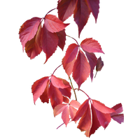 download leaves free png photo images and clipart freepngimg download leaves free png photo images