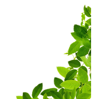Download Leaves Free PNG photo images and clipart | FreePNGImg