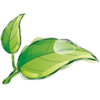 Water Drop Leaf Dew Free Download Image PNG