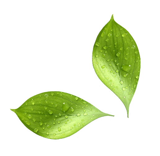 Water Drop Leaf PNG Image High Quality PNG Image