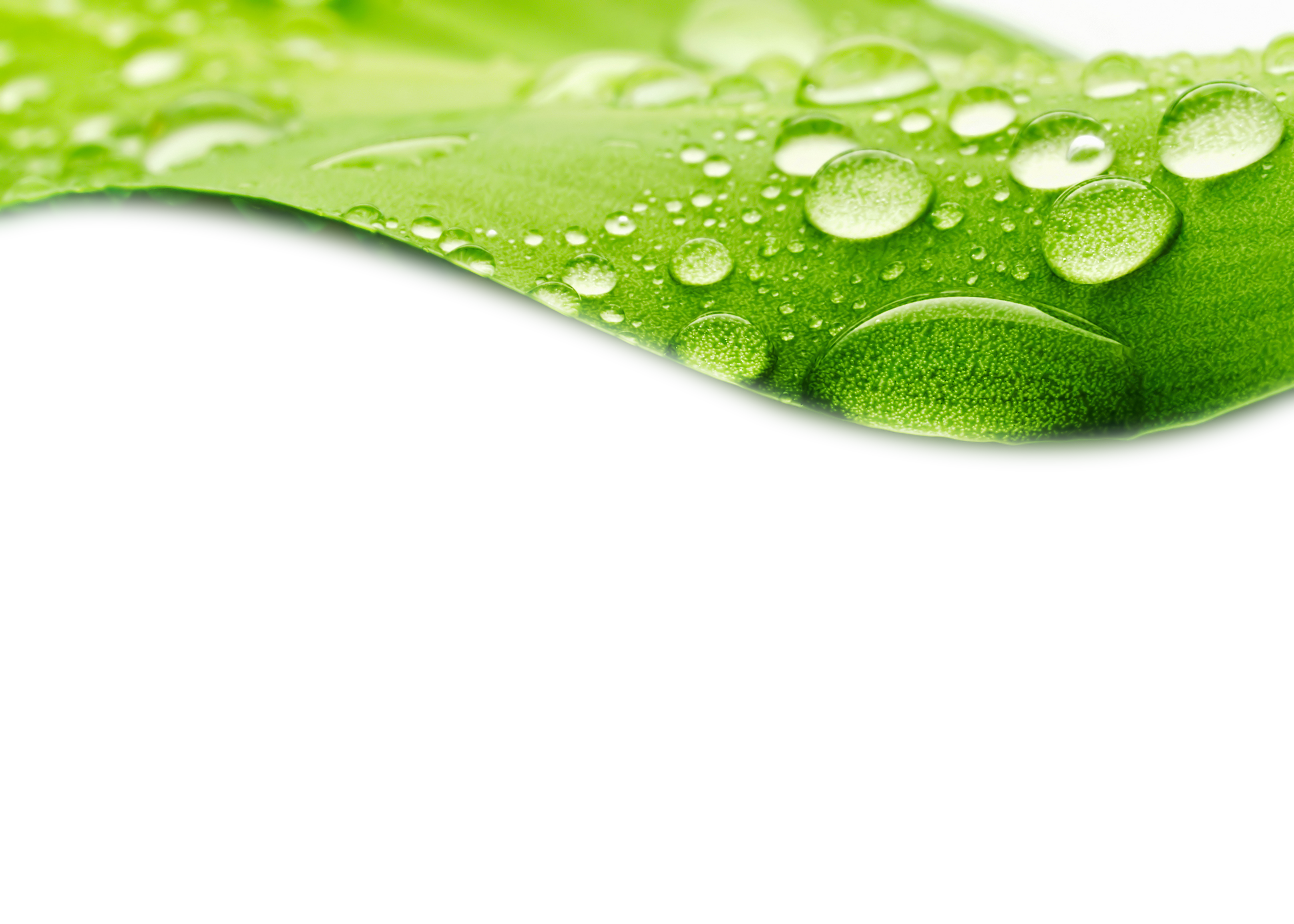 Water Drop Leaf Download Free Image PNG Image