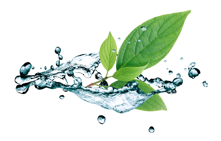 Water Picture Drop Leaf Free Download PNG HD PNG Image