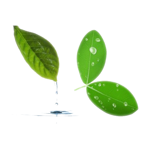 Water Leaf Tree PNG Image High Quality PNG Image