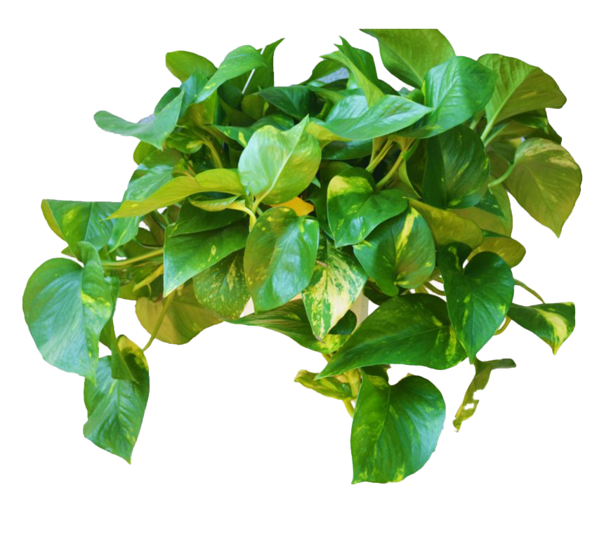 Leaves Green Ivy Hanging PNG File HD PNG Image