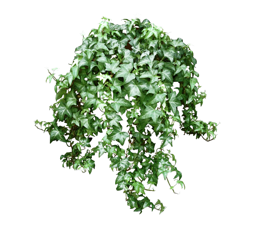 Photos Leaves Green Ivy Hanging PNG Image