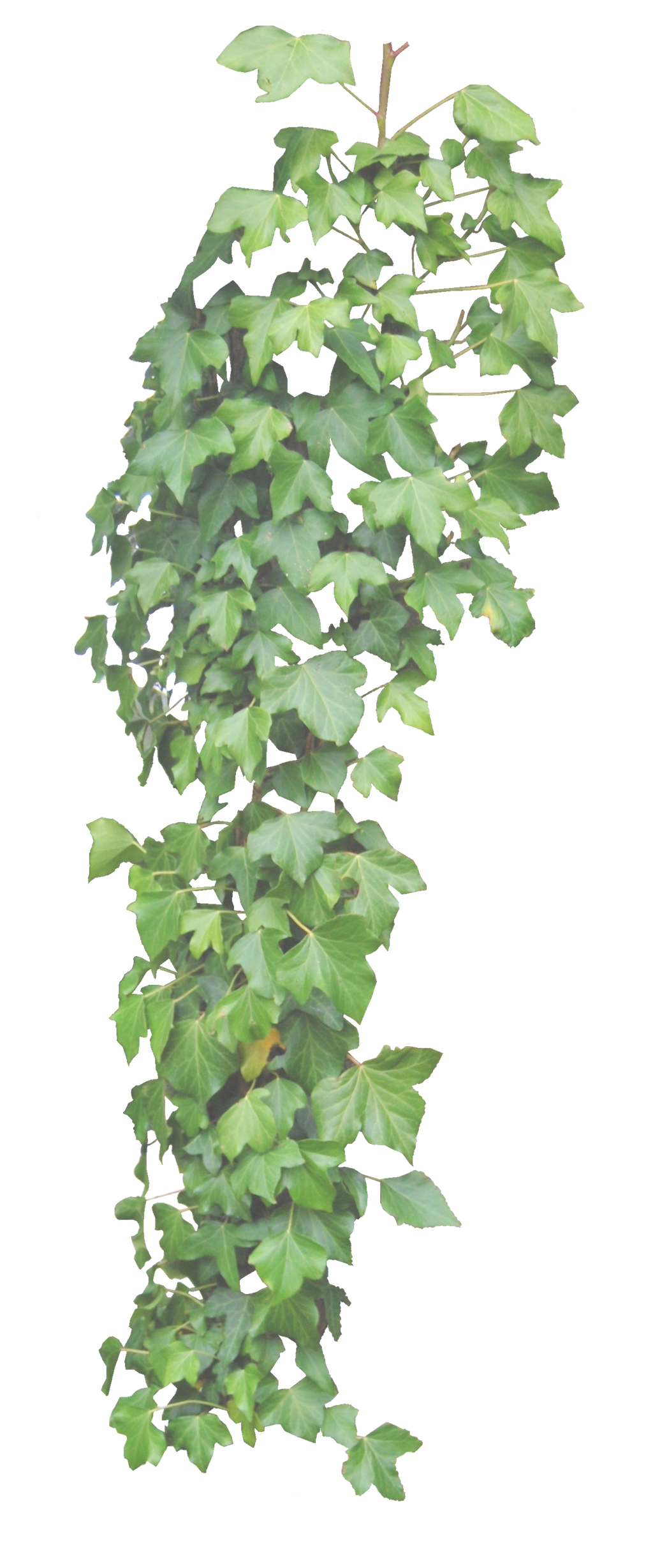 Leaves Green Ivy Hanging Free Download PNG HD PNG Image