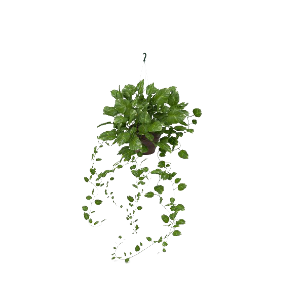 Pic Ivy Hanging PNG Image High Quality PNG Image