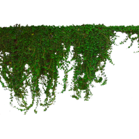 Picture Ivy Hanging PNG Free Photo PNG