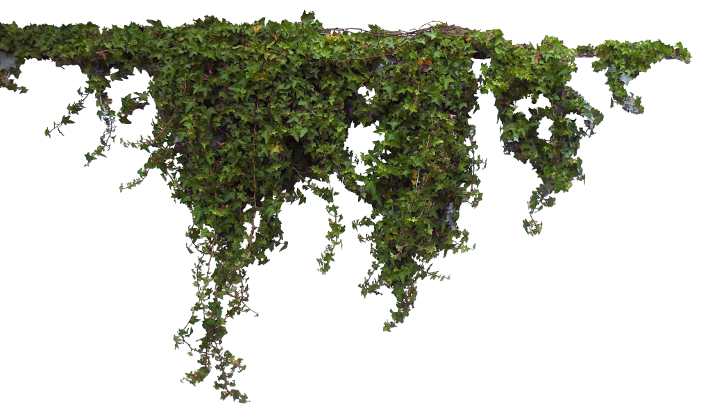 Ivy Hanging PNG Image High Quality PNG Image