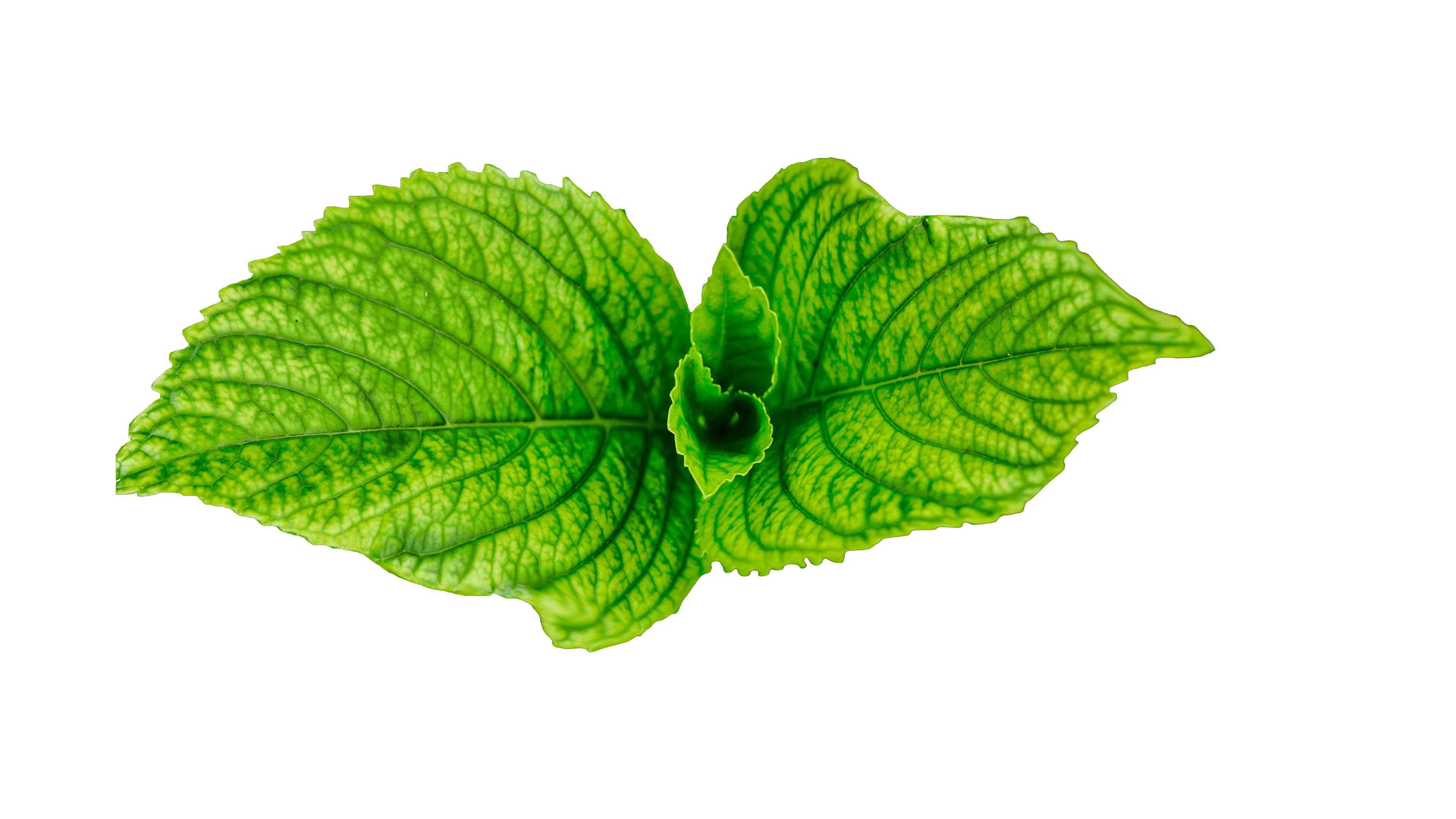 Fresh Leaves Green Free HQ Image PNG Image