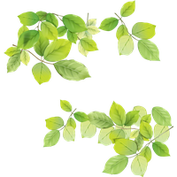 Leaves Green Free Download Image Transparent PNG Image