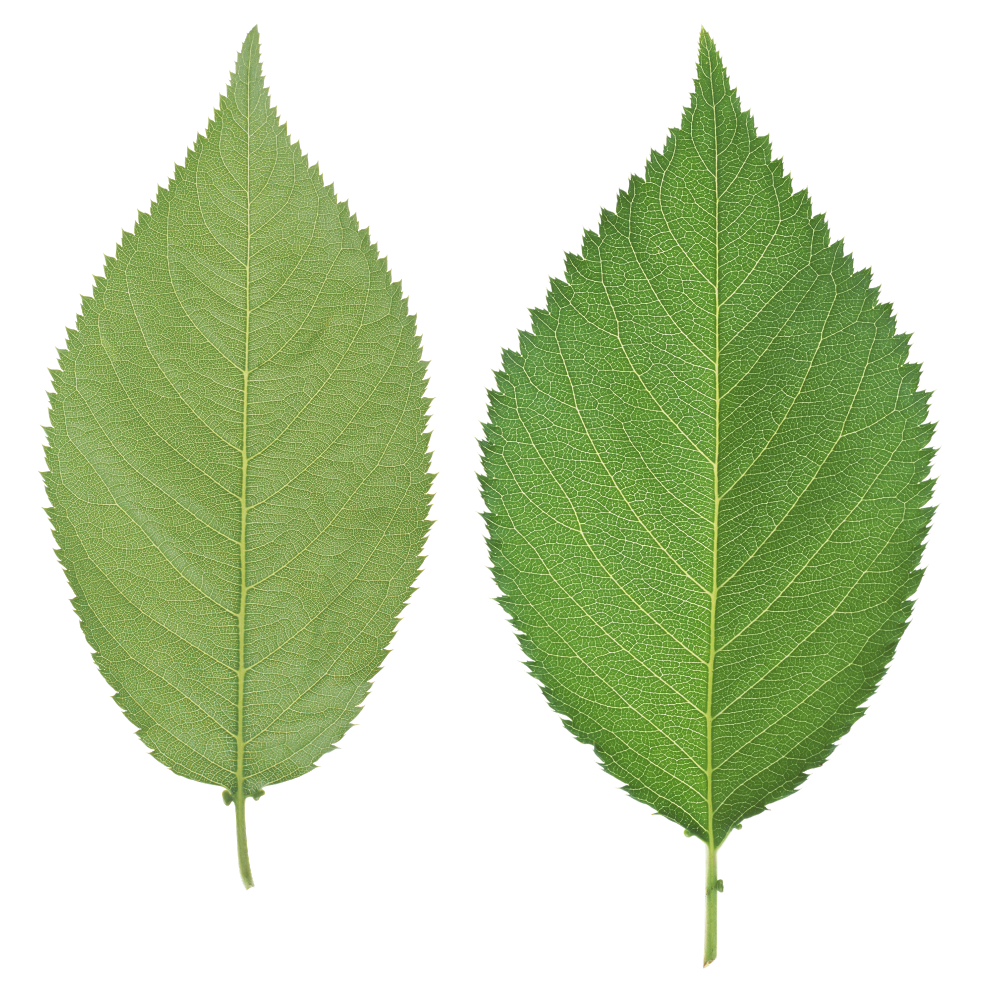 Leaves Green Free HD Image PNG Image