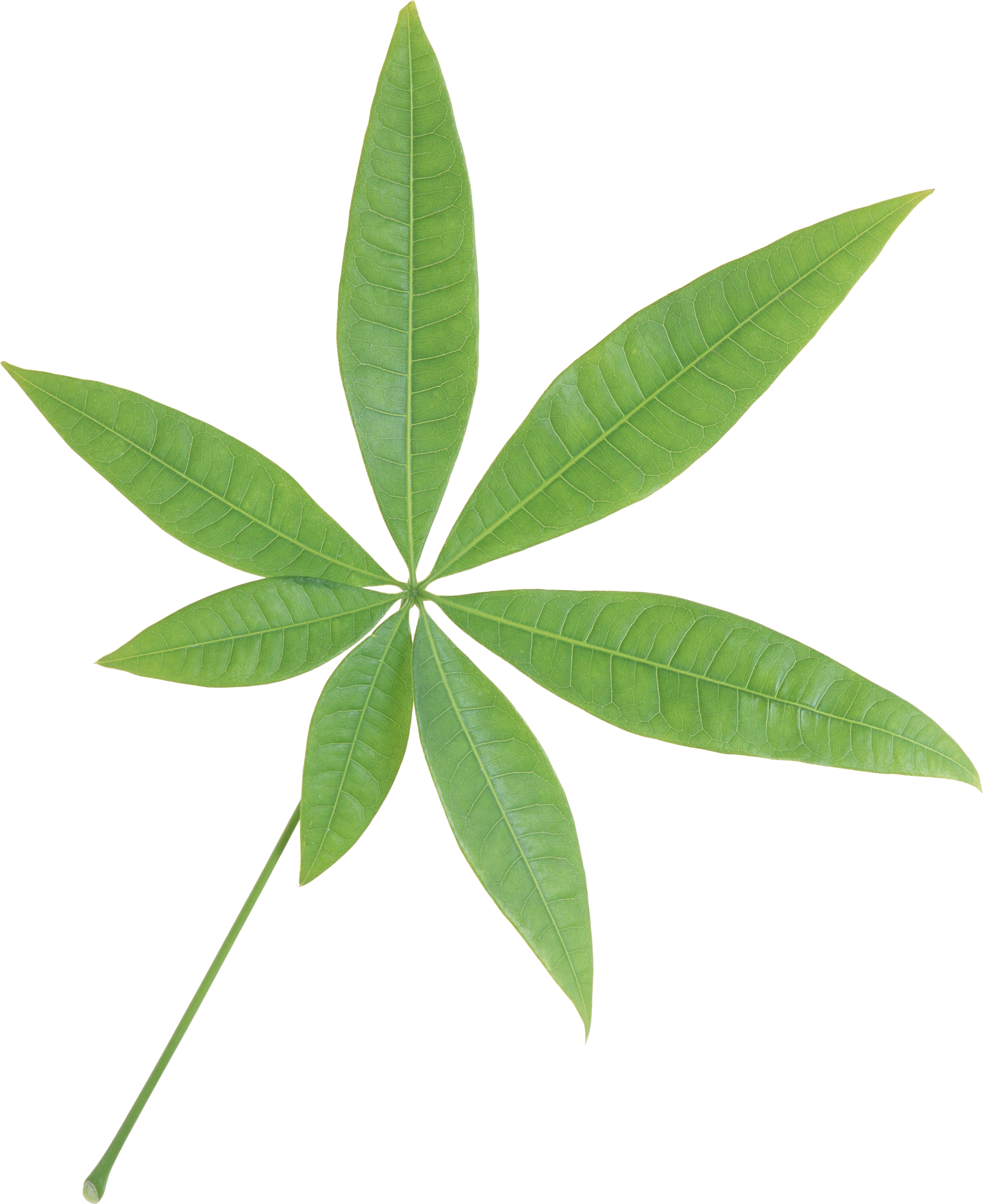Single Green Leaves Free Transparent Image HD PNG Image
