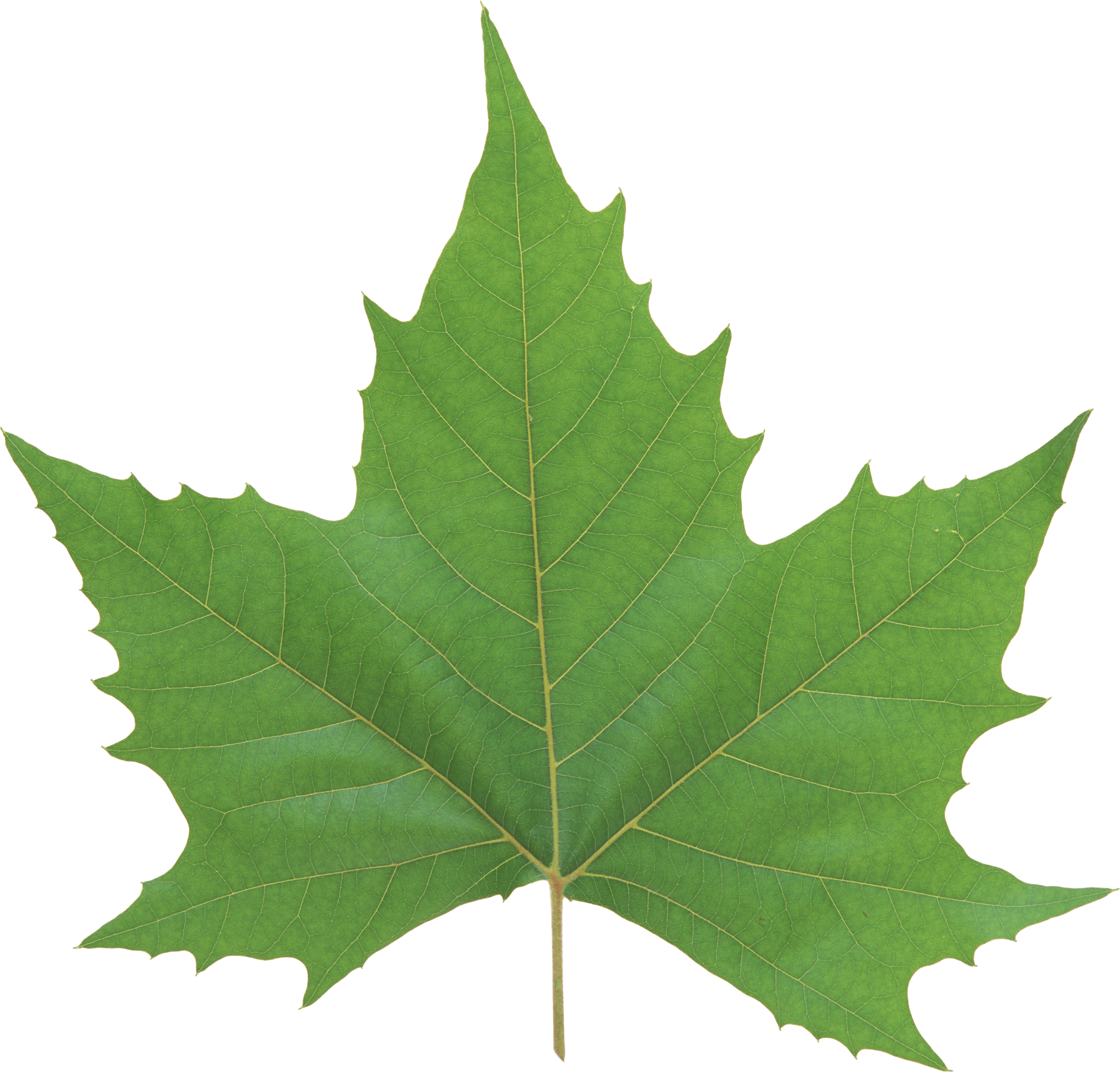 Single Green Leaves PNG Free Photo PNG Image