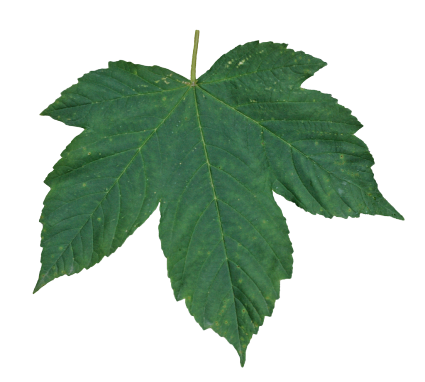 Single Green Leaves Download HQ PNG Image