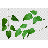 Leaves Png Pic