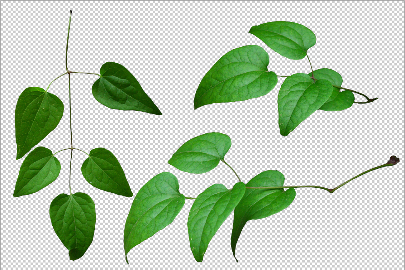 Leaves Png Pic PNG Image