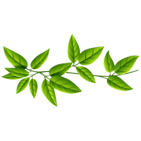 Leaves Free Download Png