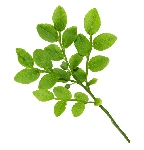 Real Leaves PNG Image