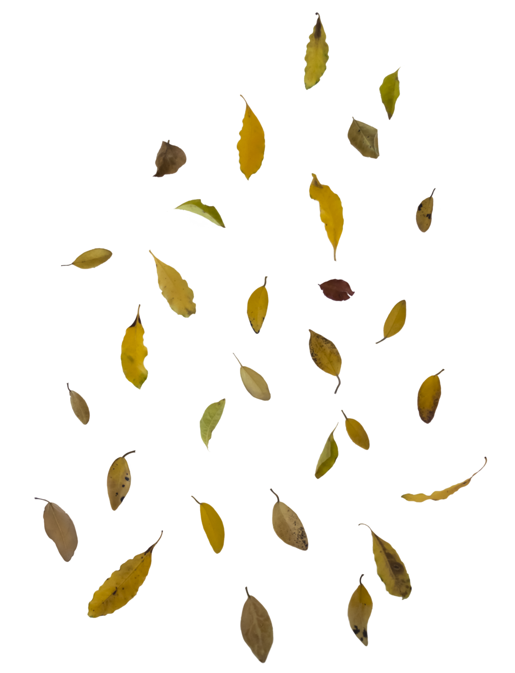 Falling Leaves Image PNG Image