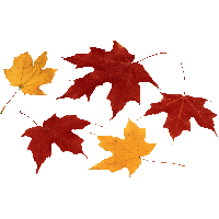 Autumn Leaves PNG