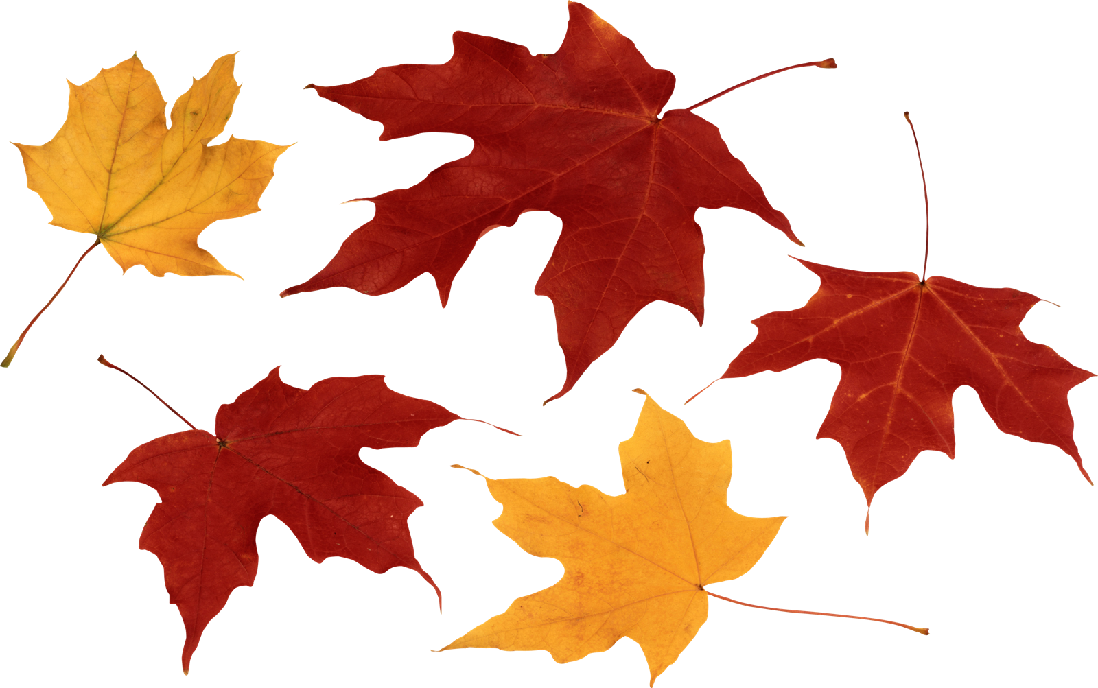 Falling Leaves PNG Image