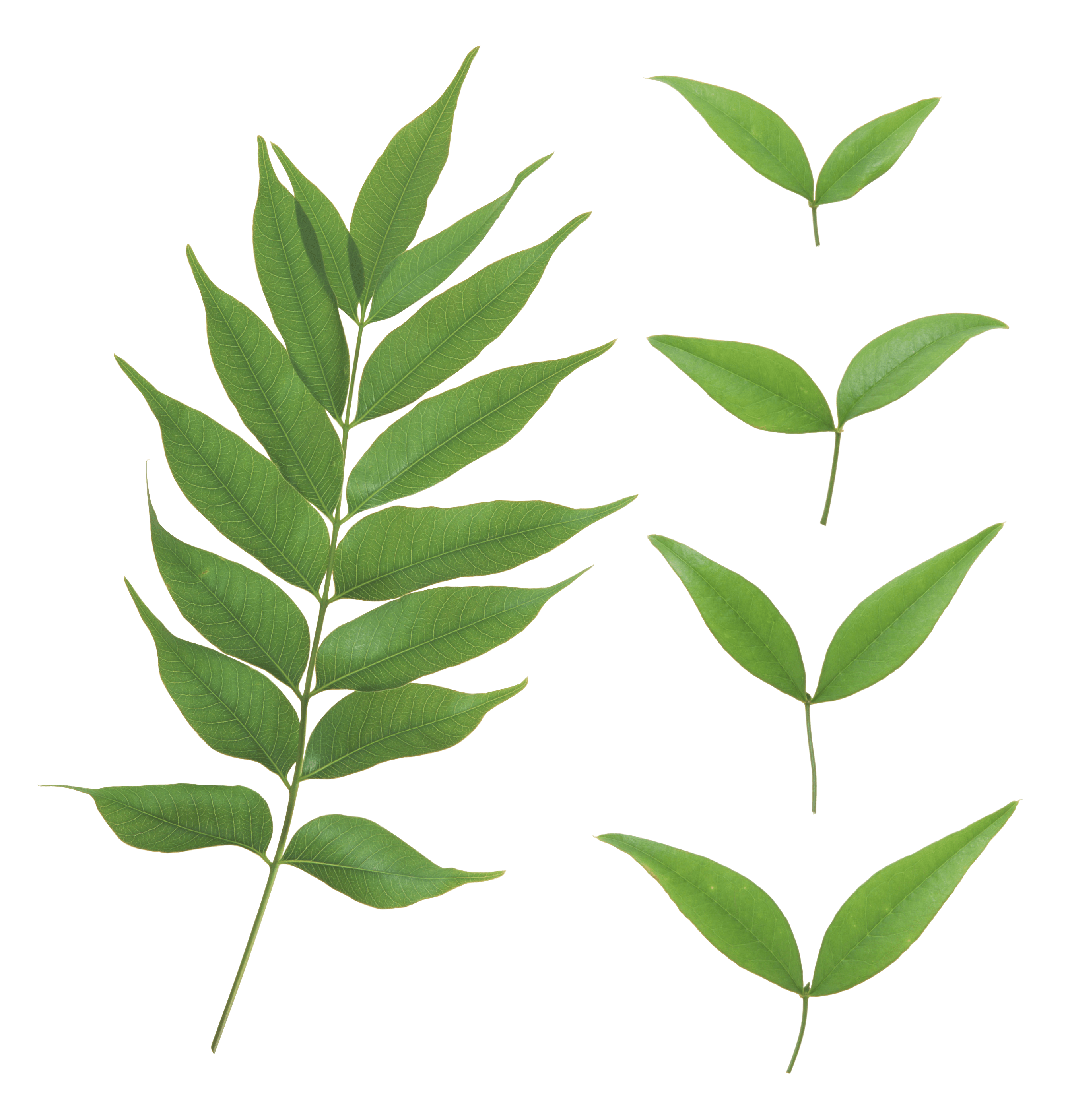 Green Leaves Transparent PNG Image