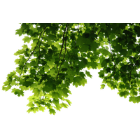 Leaves Png File