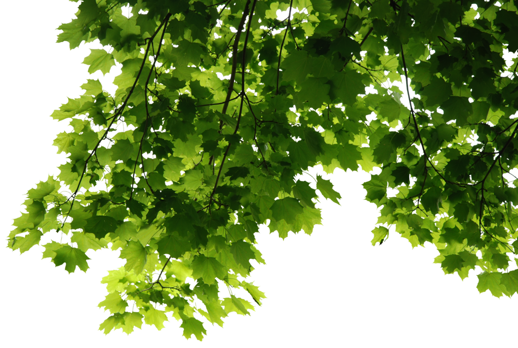 Leaves Png File PNG Image