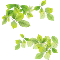 leaf png