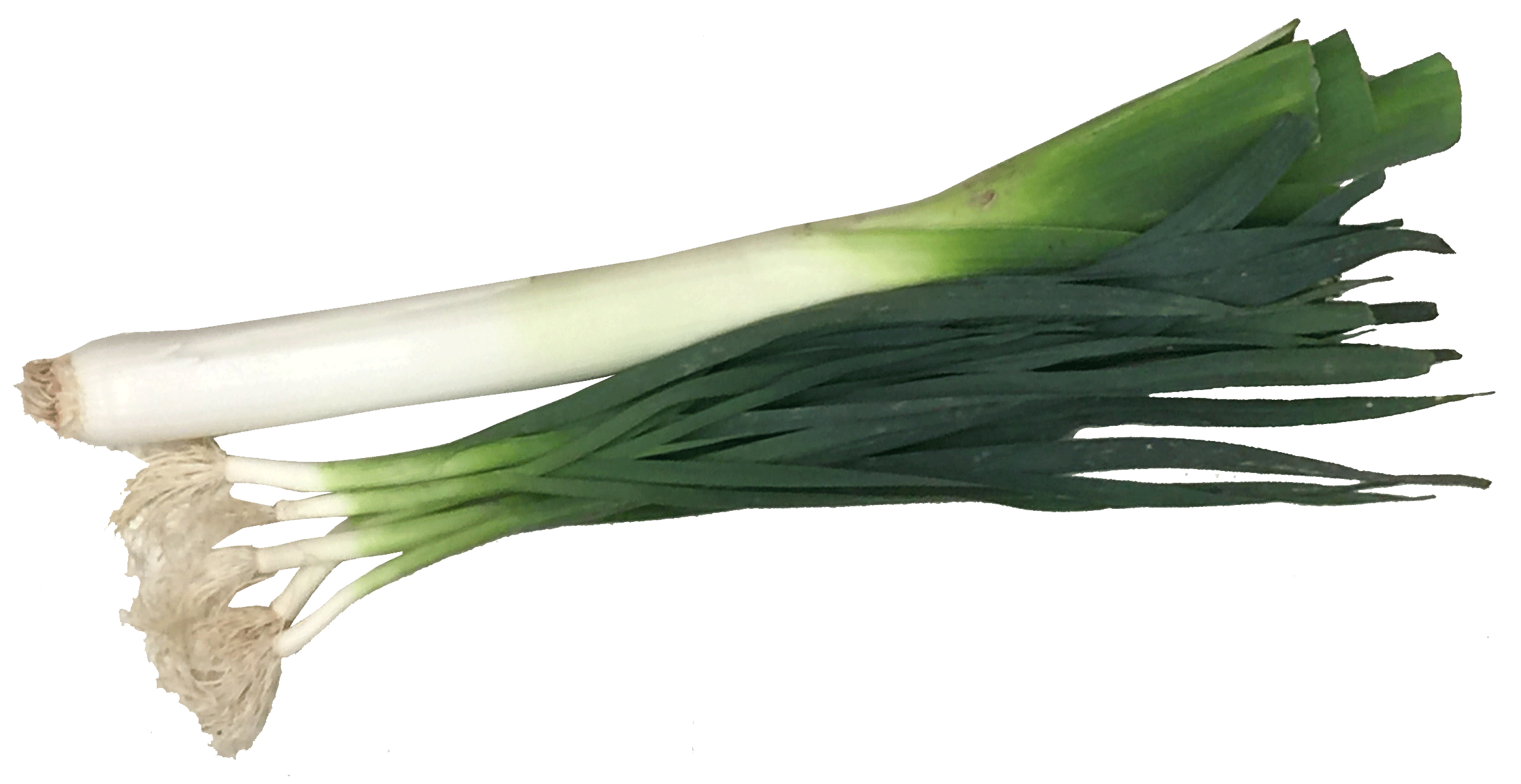 Leek Transparent PNG Image