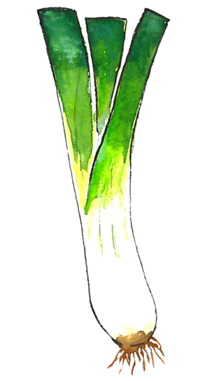 Leek Transparent PNG Image