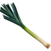 Leek PNG