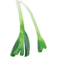 Leek PNG