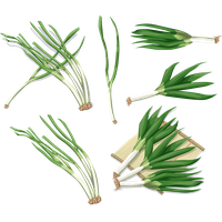 Leek PNG