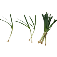 Leek PNG