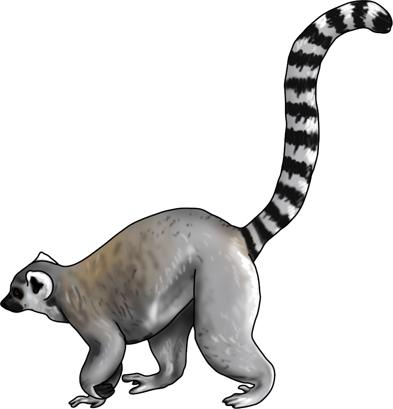 Lemur Transparent PNG Image
