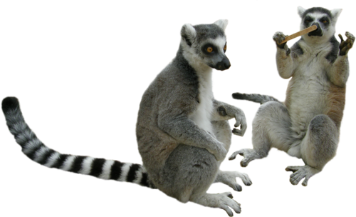 Lemur Transparent PNG Image
