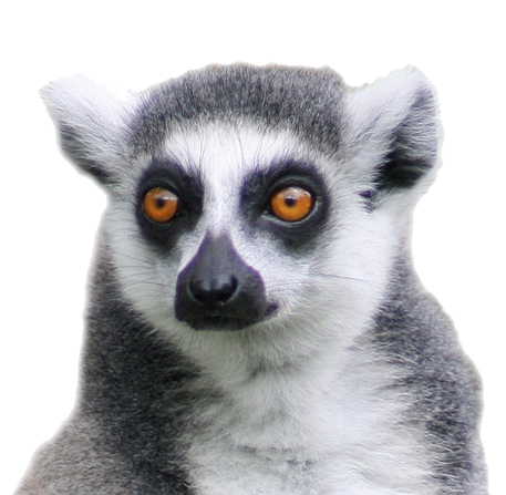 Lemur Transparent PNG Image