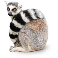 Lemur PNG