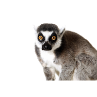 Lemur PNG