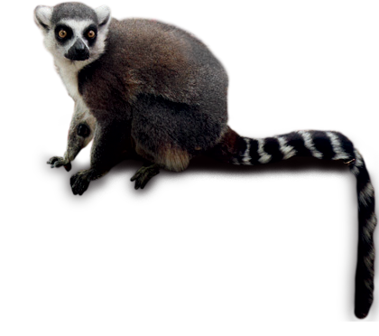 Lemur Transparent PNG Image