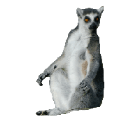 Lemur PNG